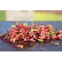 Living Seeds Bull’s Blood Beetroot Microgreen Seeds